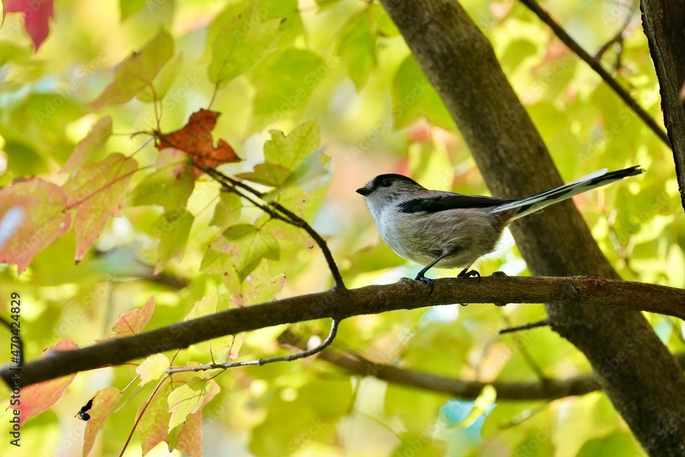 long tailed tit on the branch long tailed tit on the branch
