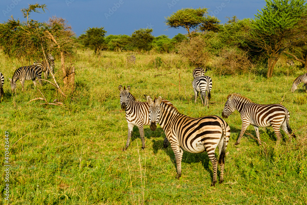 Obraz premium Zebras (Hippotigris) at the Serengeti national park, Tanzania. Wildlife photo