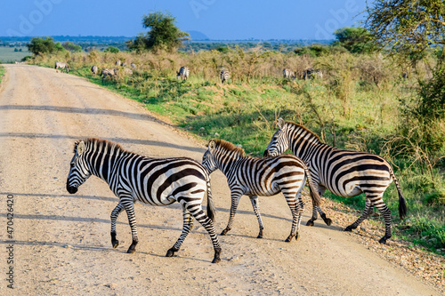 Zebras (Hippotigris) at the Serengeti national park, Tanzania. Wildlife photo