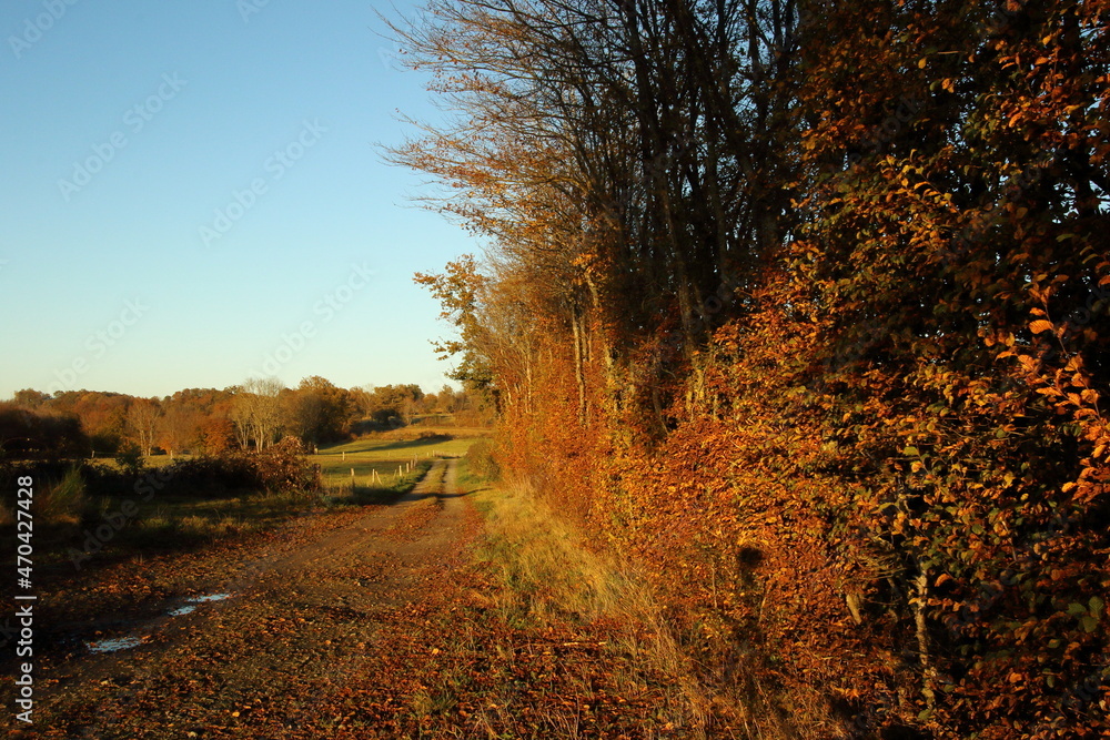 Fototapeta premium Golden colours in autumn at sunset.