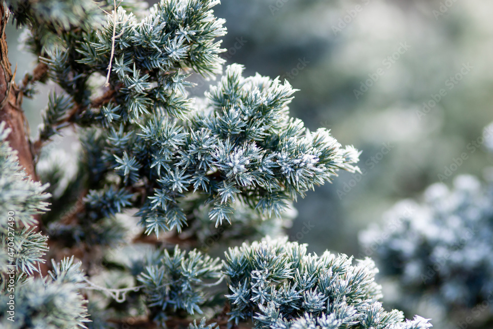 frost on pine needles