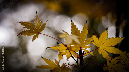 autumn leaves background