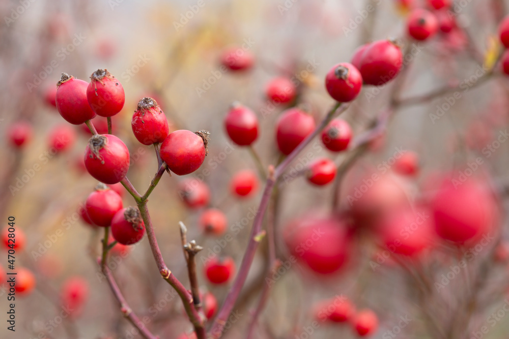 Bright ripe red fruits of rose hip on the .branch of the bush, popular tea ingradient, a source of natural vitamin C. Selective focus. Bright ripe red fruits of rose hip on the .branch of the bush, popular tea ingradient, a source of natural vitamin C. Selective focus.