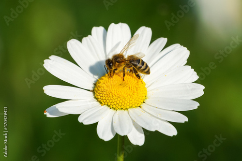 Honey bee collecting pollen on a wildflower