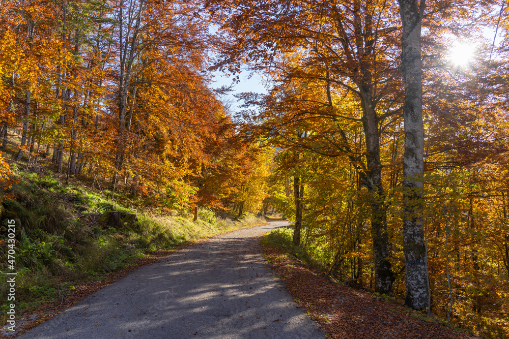 Autunno in Cansiglio