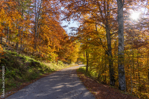 Autunno in Cansiglio