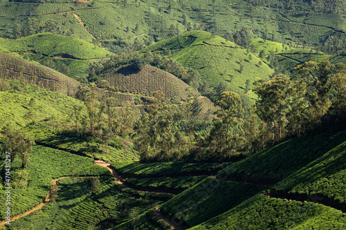 Tea plantations around Munnar village, Kerala, India