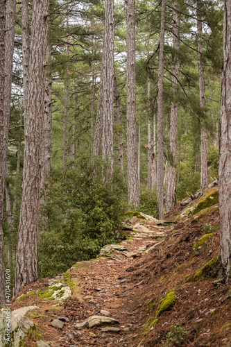 A track leading in between tall pine trees in the Tartagine forest in the Balagne region of Corsica