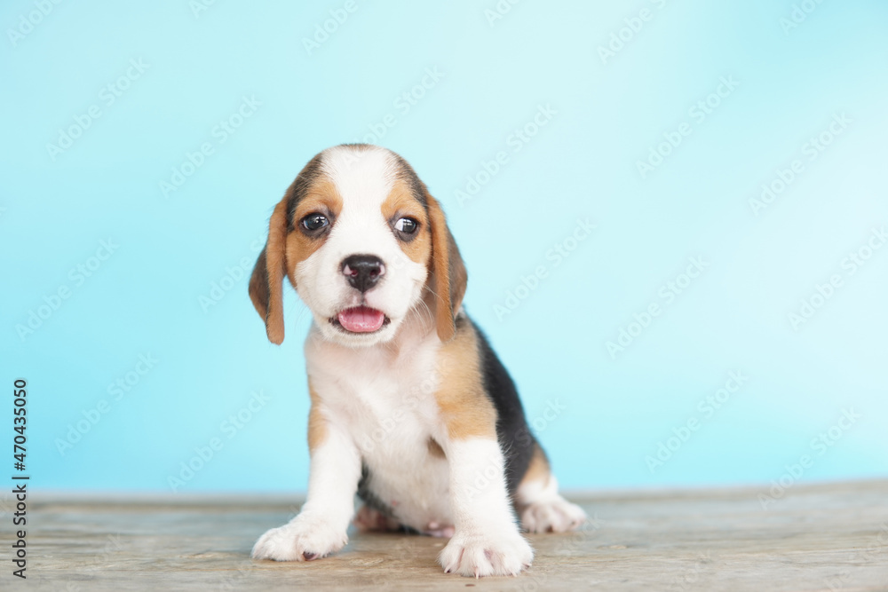 Adorable beagle on Blue screen. Beagles are used in a range of research procedures. The general appearance of the beagle resembles a miniature Foxhound. Beagles have excellent noses. Adorable beagle on Blue screen. Beagles are used in a range of research procedures. The general appearance of the beagle resembles a miniature Foxhound. Beagles have excellent noses.
