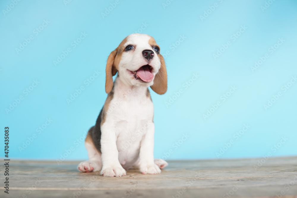 Adorable beagle on Blue screen. Beagles are used in a range of research