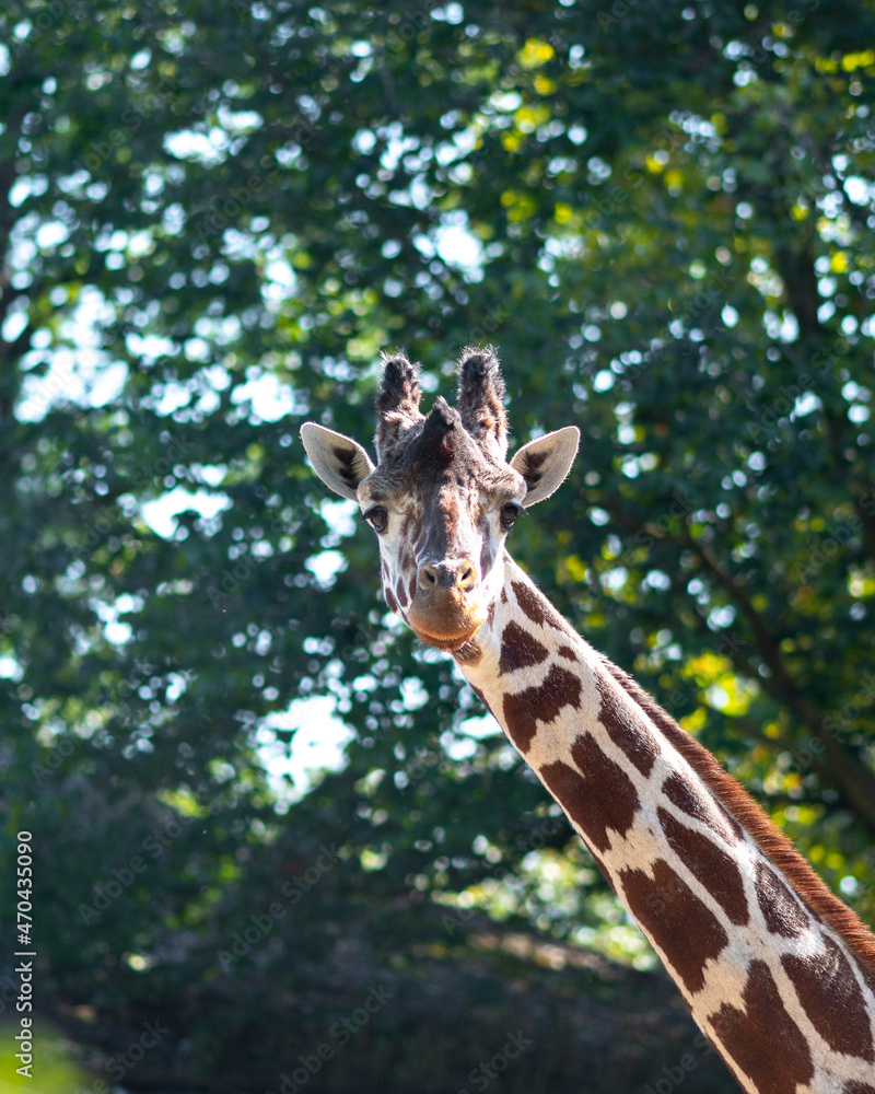 Fototapeta premium giraffe in the zoo