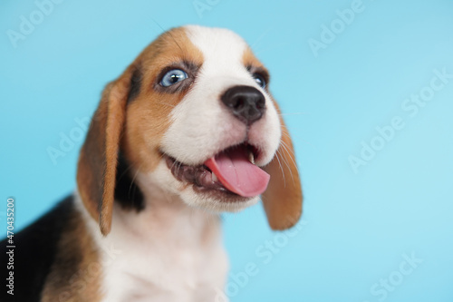 Cute beagle dog.Beagles have excellent noses. Beagles are used in a range of research procedures. Beagles have excellent noses. Dog picture have copy space.