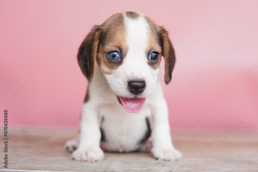 The beagle was developed primarily for hunting hare. Possessing a great sense of smell and superior tracking instincts. The beagle was developed primarily for hunting hare. Possessing a great sense of smell and superior tracking instincts.