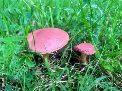 fly mushroom