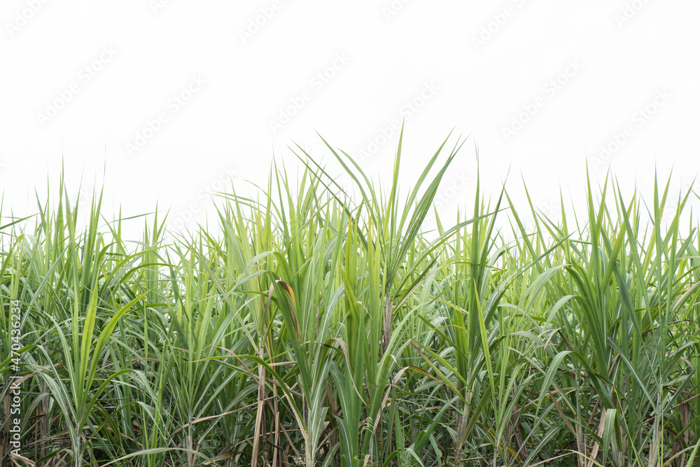 Obraz premium Sugar cane or Saccharum officinarum trees on nature background.