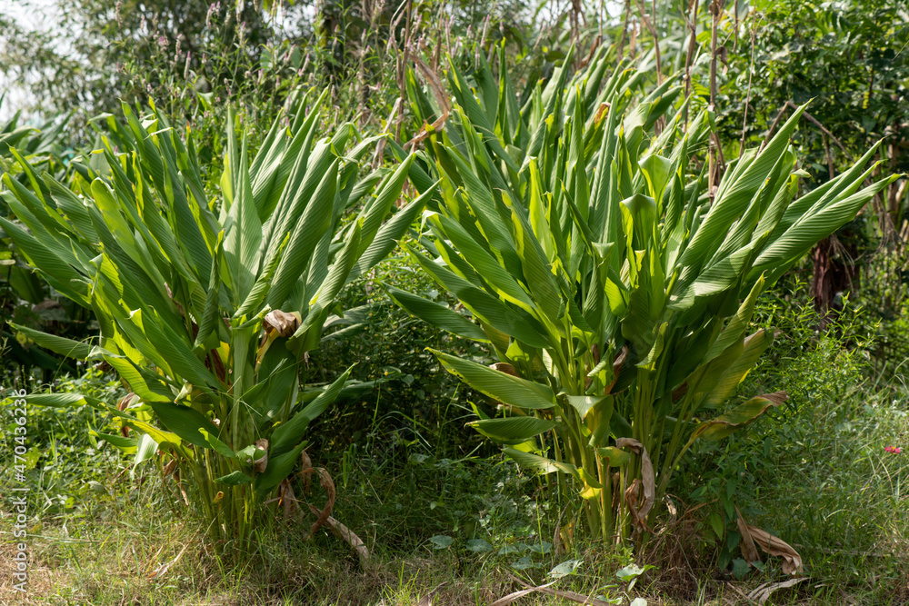 Obraz premium Turmeric trees on nature background.
