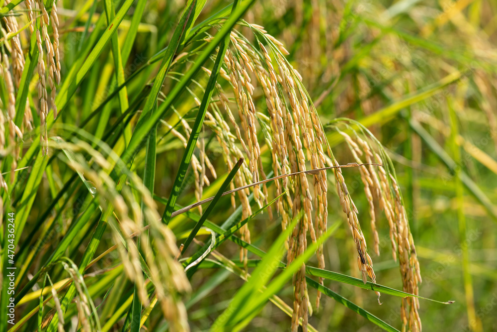 Ripe rice field on nature background. Ripe rice field on nature background.
