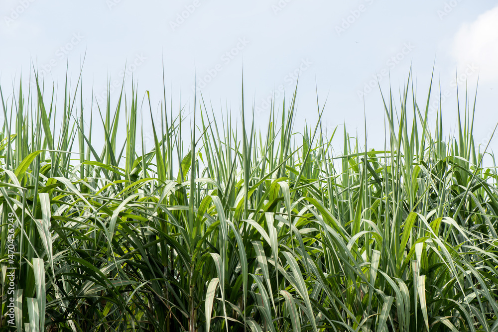 Sugar cane or Saccharum officinarum trees on nature background. Sugar cane or Saccharum officinarum trees on nature background.
