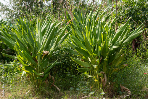 Turmeric trees on nature background.