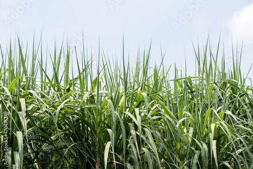 Sugar cane or Saccharum officinarum trees on nature background.