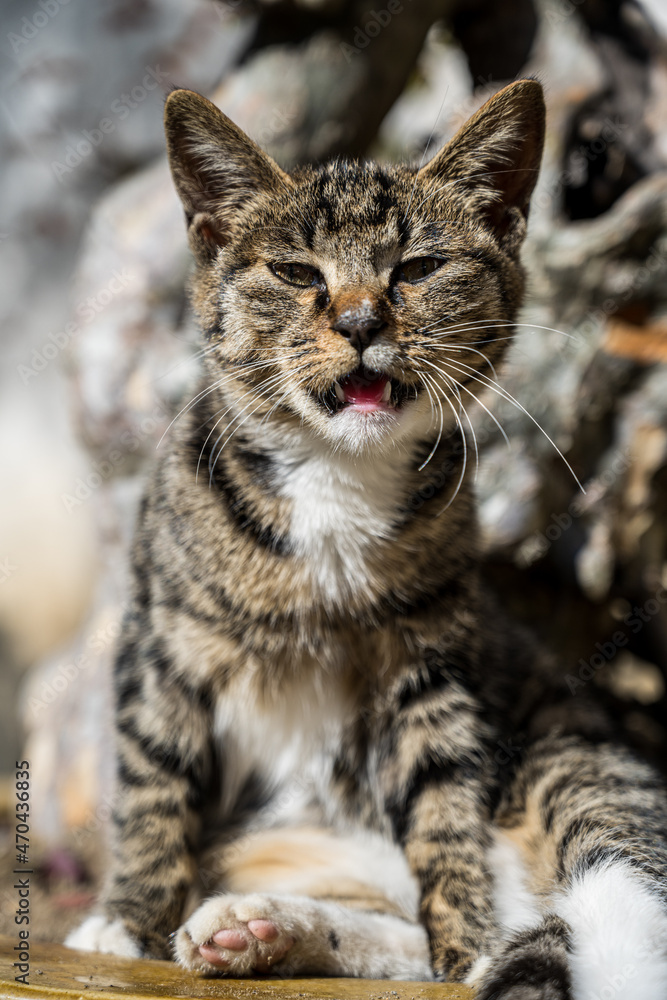 cat looking at camera