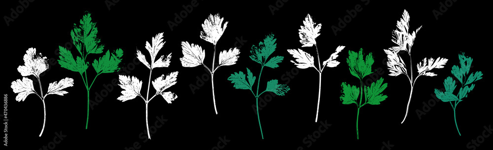 Obraz premium Parsley herb grunge set. Parsley, celery abstract herbal plant. Gardening, culinary and aromatherapy.