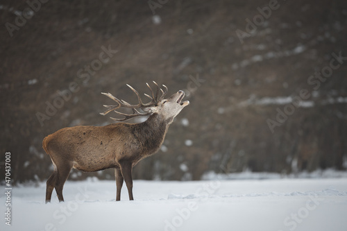 Fototapeta Naklejka Na Ścianę i Meble -  Red deer in winter forest (Cervus elaphus) Stag