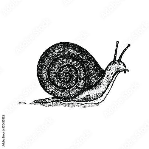 Dotwork Snail Slippery. Vector Illustration of Hand Drawn Design.