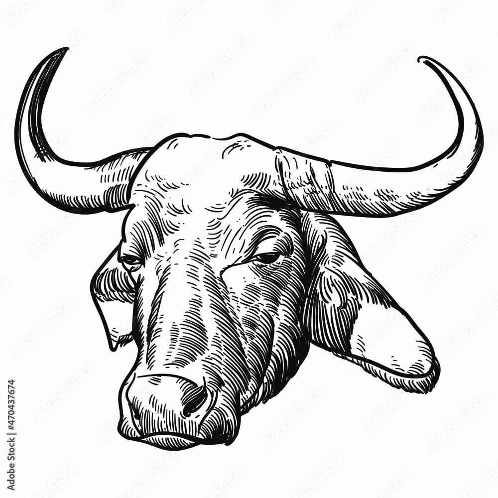 Vintage hand drawn sketch buffalo curved horn head co bell - obrazy, fototapety, plakaty 