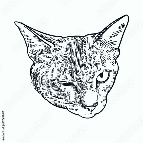 Vintage hand drawn sketch wink eye cat