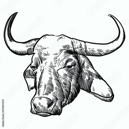 Vintage hand drawn sketch buffalo curved horn head co bell