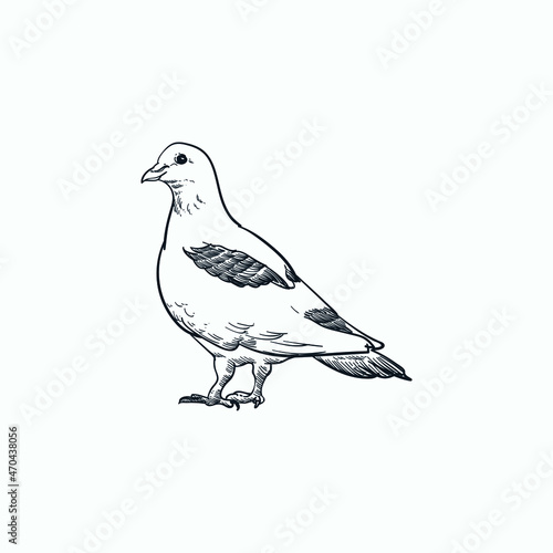 Vintage hand drawn sketch pigeon