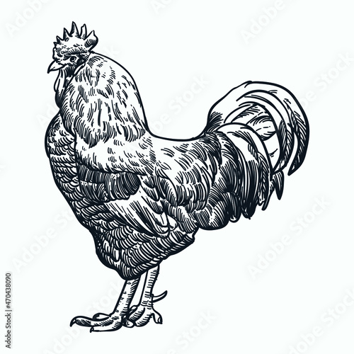 Vintage hand drawn sketch chicken rooster and hen