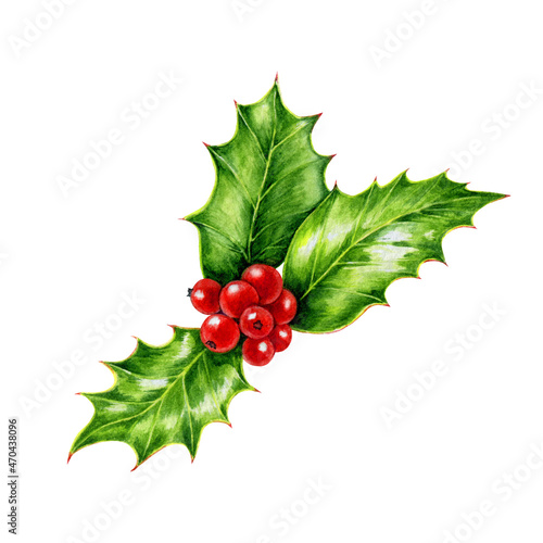 Holly branch with red berries and green leaves. Watercolor illustration. Hand drawn holly traditional seasonal winter and Christmas decoration. Winter evergreen plant symbol. White background