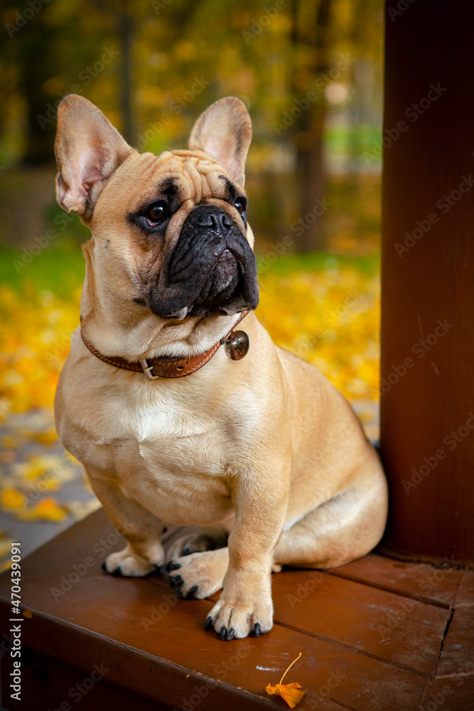 A French bulldog is sitting on a bench in the park.
