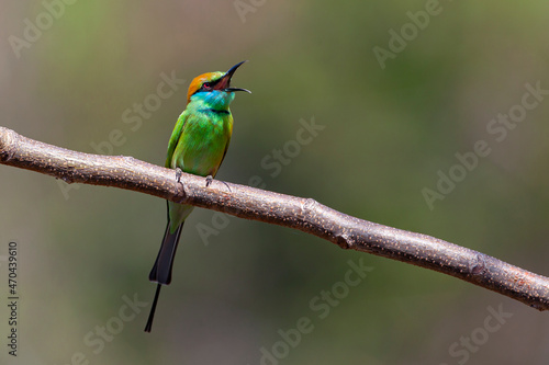 The blue-cheeked bee-eater (Merops persicus) is a near passerine bird in the bee-eater family, Meropidae. 