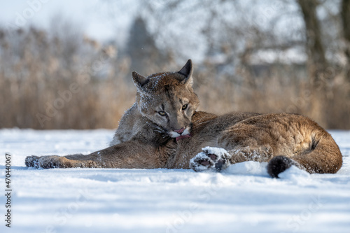The American Cougar runs across the meadow and enjoys the snow.
