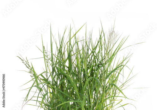 green grass nature isolated on white background