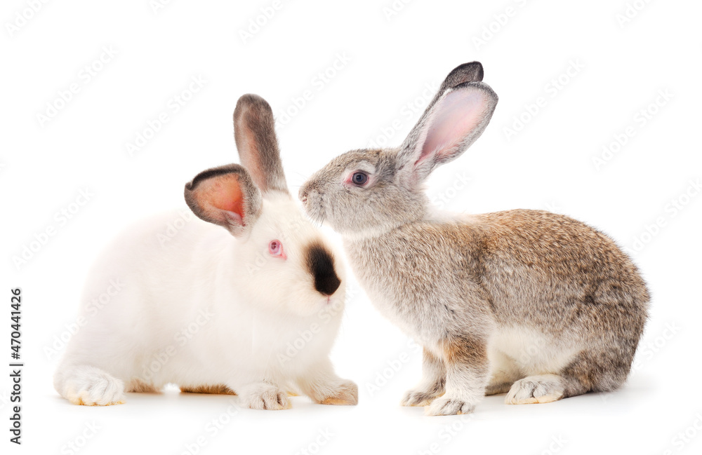 Two rabbits isolated. Two rabbits isolated.
