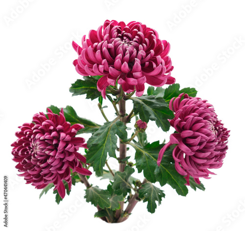  Flowers of chrysanthemum.