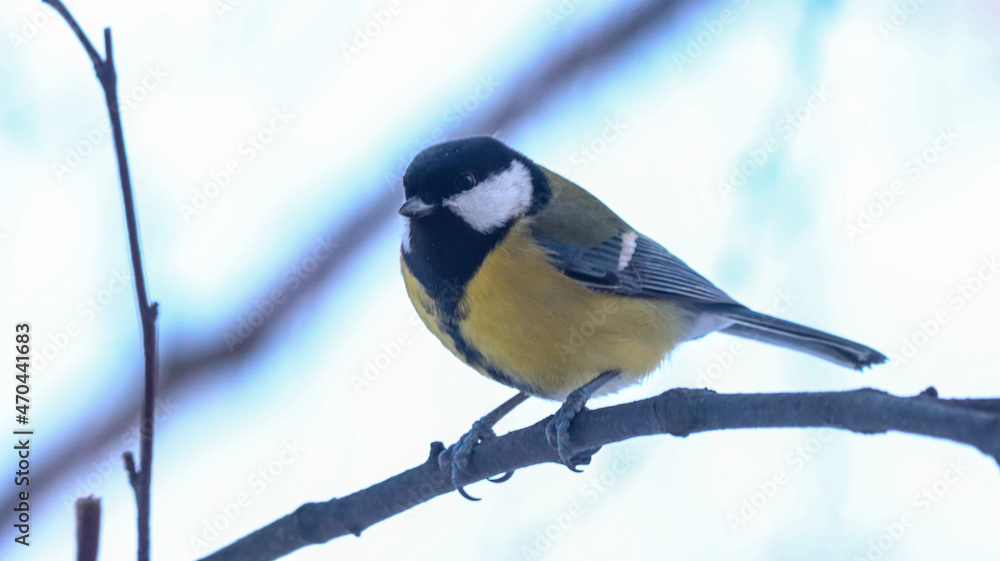 Obraz premium bird perched on a branch