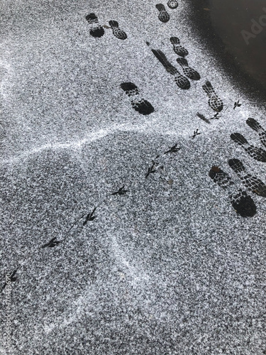 The tracks of a man and a bird intersect on the asphalt dusted with snow. Autumn..