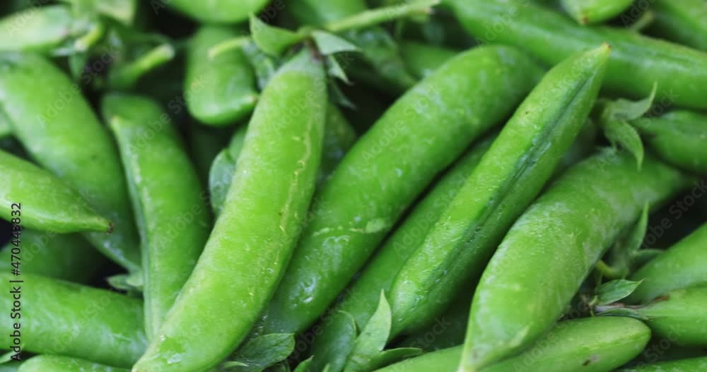 Fresh green peas pods rotation close up. Peas background. Loop motion Fresh green peas pods rotation close up. Peas background. Loop motion