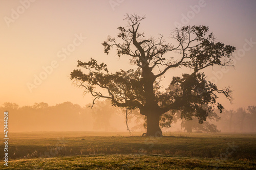 Lonely oak tree in the field during sunrise