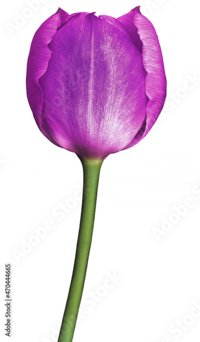 Purple tulip flower on white isolated background with clipping path. Closeup. For design. Nature.