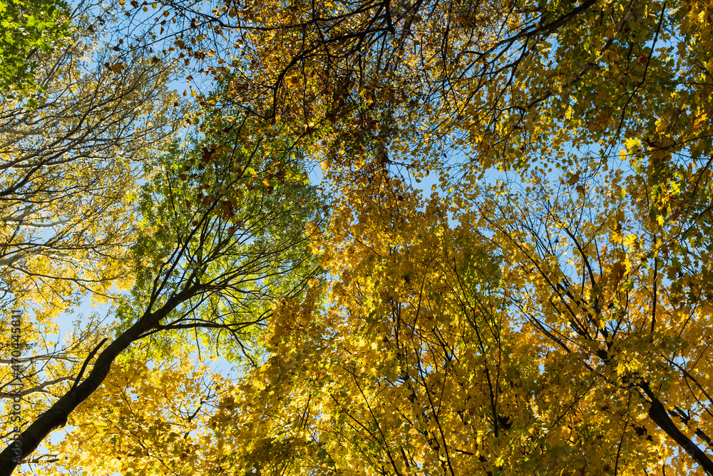 Beautiful Forest in Fall Season, Autumn Season Background Photography, Natural Background, Beautiful Forest in Fall Season, Autumn Season Background Photography, Natural Background,