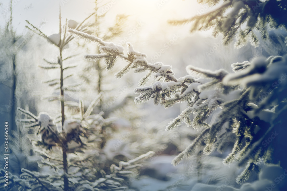 Obraz premium Branches of spruce in frost and snow.