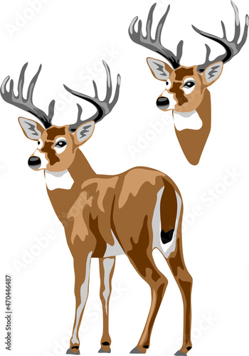 White tailed deer - vector illustration