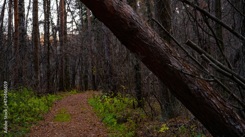 A path in the autumn forest a sad forest  green grass  a pine tree on the path there is no passage a dangerous turn a tree falls