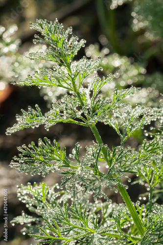 Dew lies on a branch of dill, close-up,